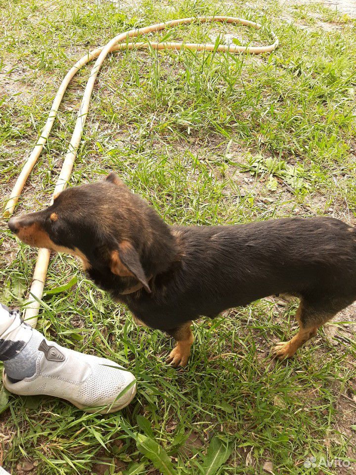 Собака щенки маленькой собаки купить на Зозу.ру - фотография № 4