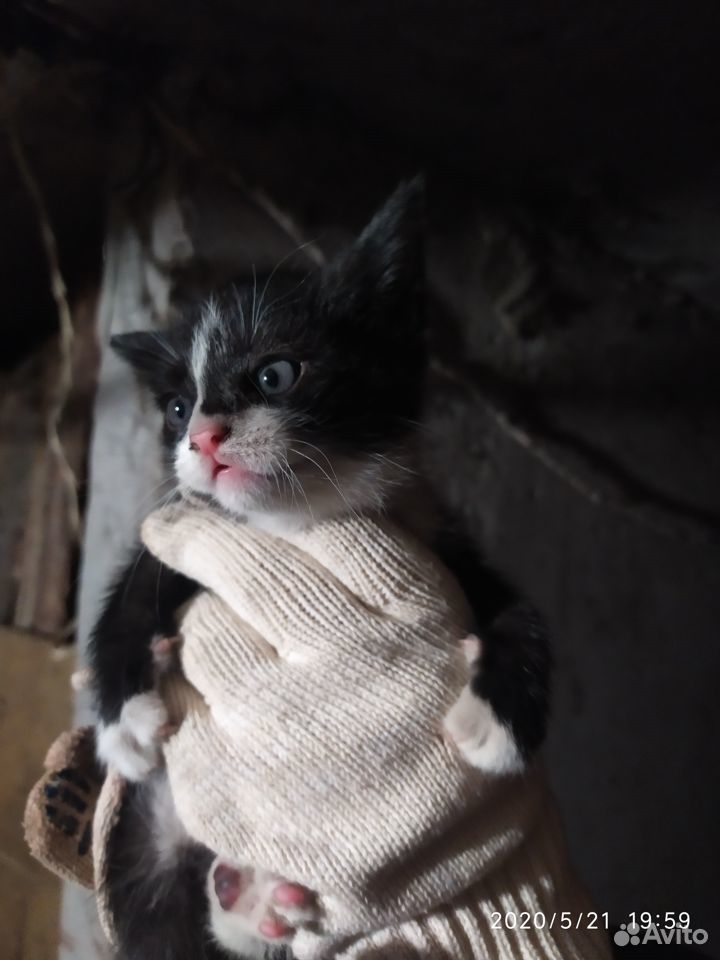 Котик в дар купить на Зозу.ру - фотография № 4
