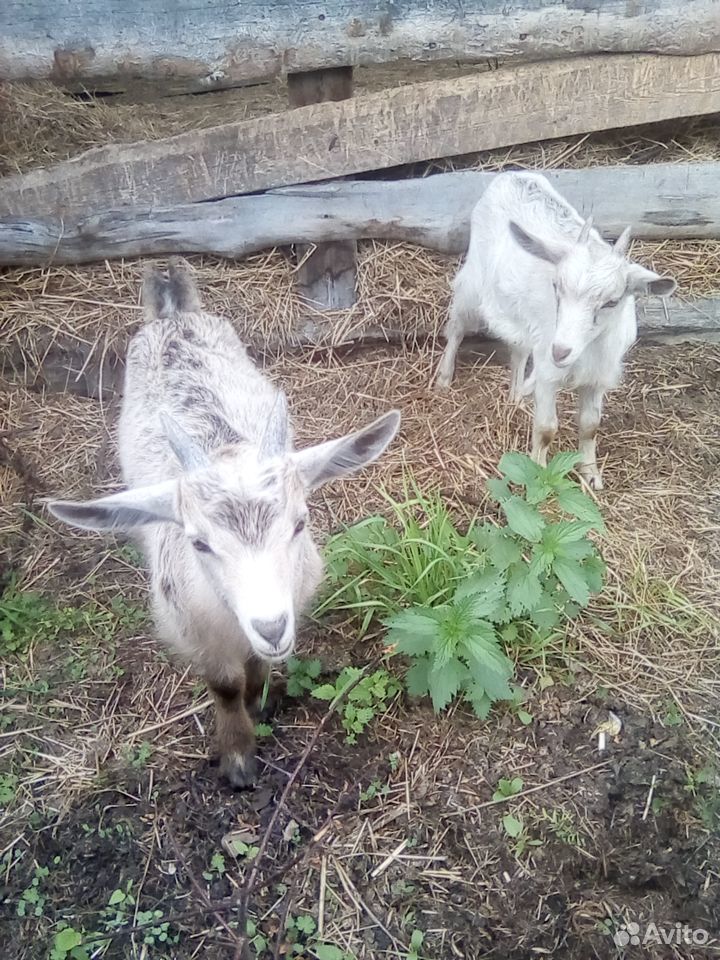 Козлята и козы купить на Зозу.ру - фотография № 3