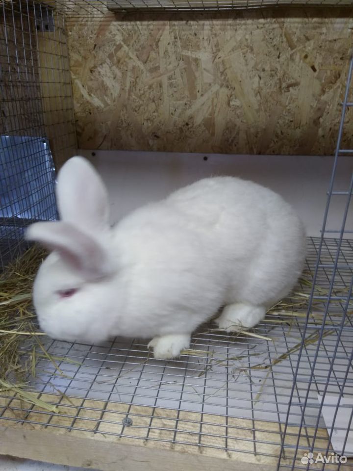 Кролики самцы новозеланские белые, Германия купить на Зозу.ру - фотография № 1