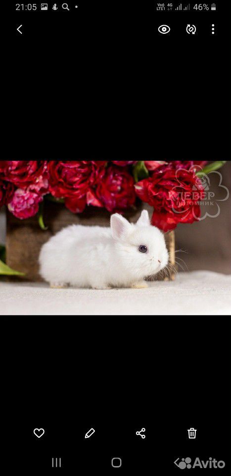 Продам белого мини декоративного кролика, приобрет купить на Зозу.ру - фотография № 2