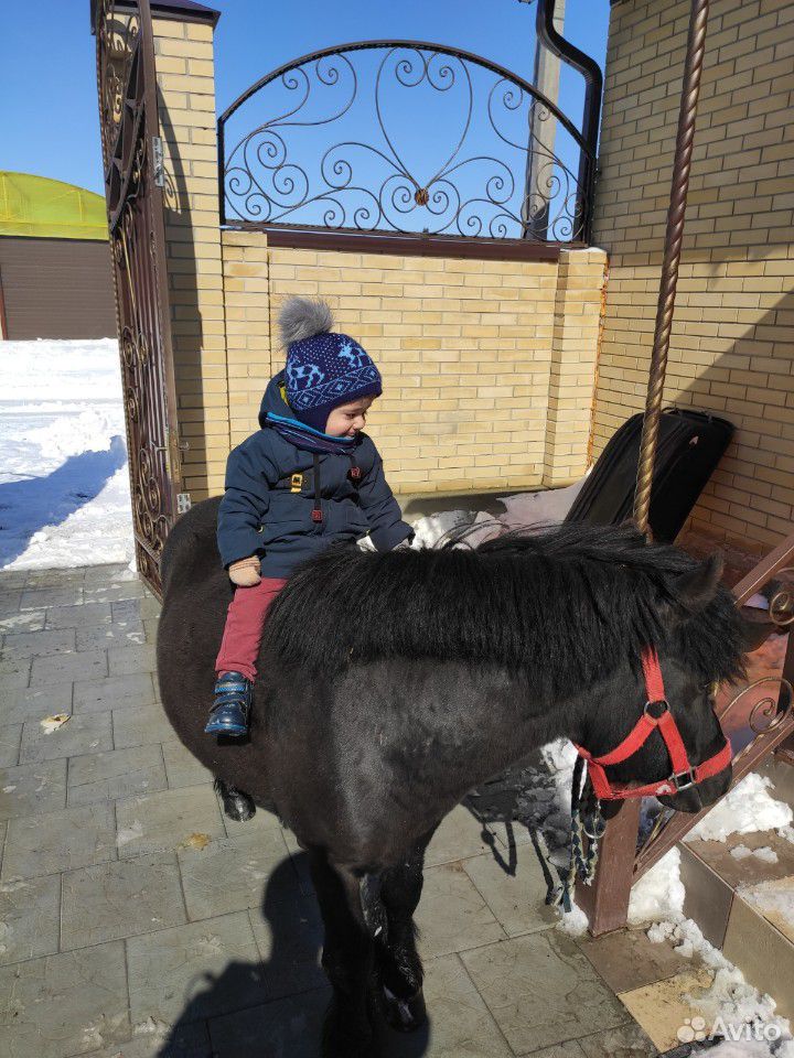 Лошадь пони купить на Зозу.ру - фотография № 2
