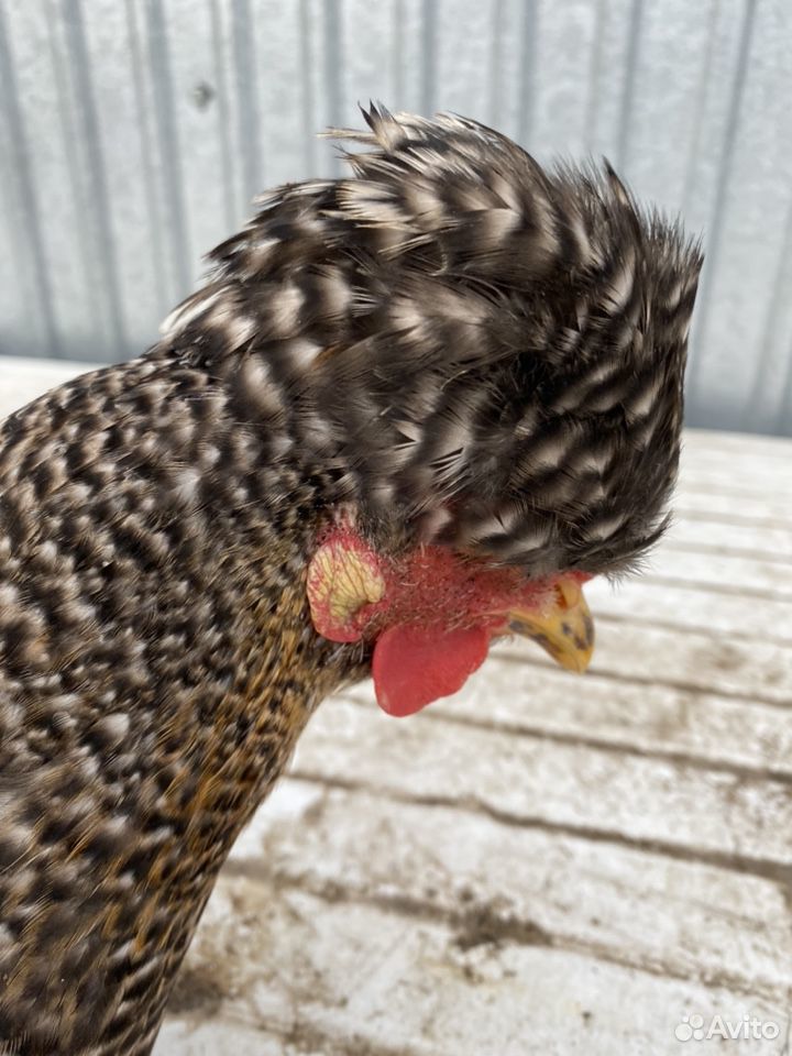 Цыплята,инкубационные яйца купить на Зозу.ру - фотография № 8
