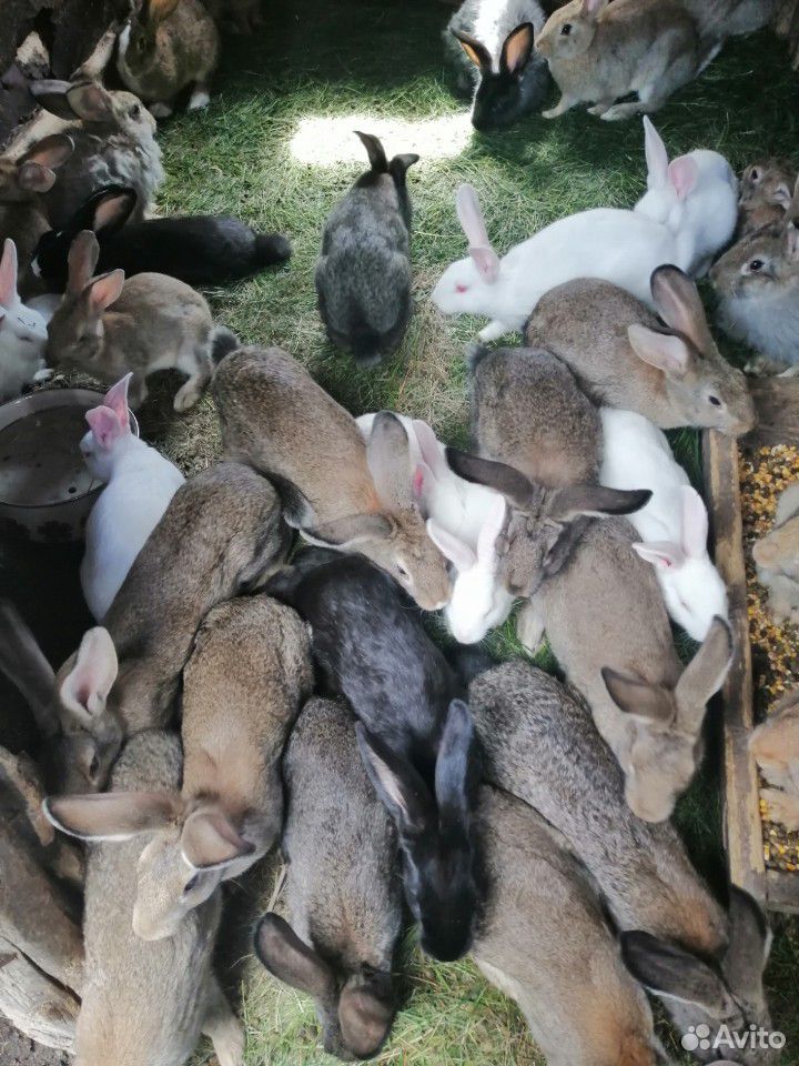 Кролики помесь чисто кровные только белый паннон о купить на Зозу.ру - фотография № 4