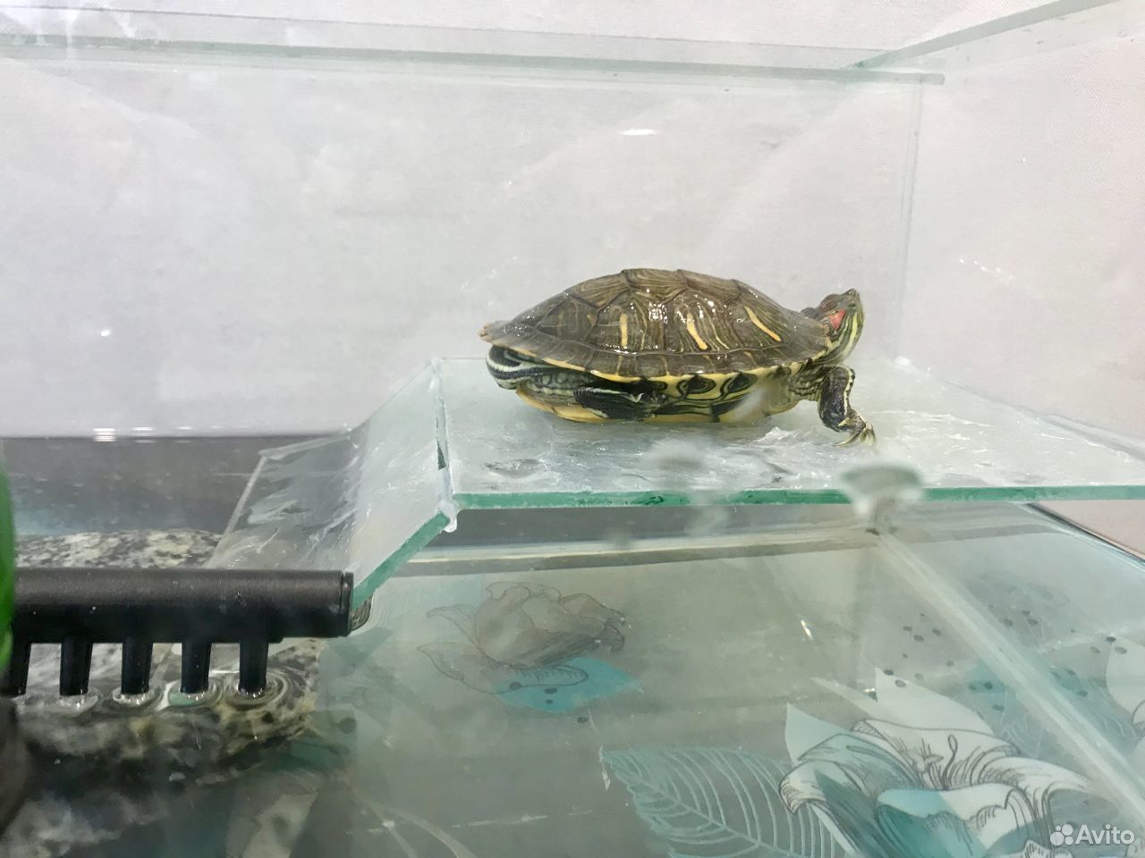Аквариум для черепахи, красноухая черепаха купить на Зозу.ру - фотография № 3
