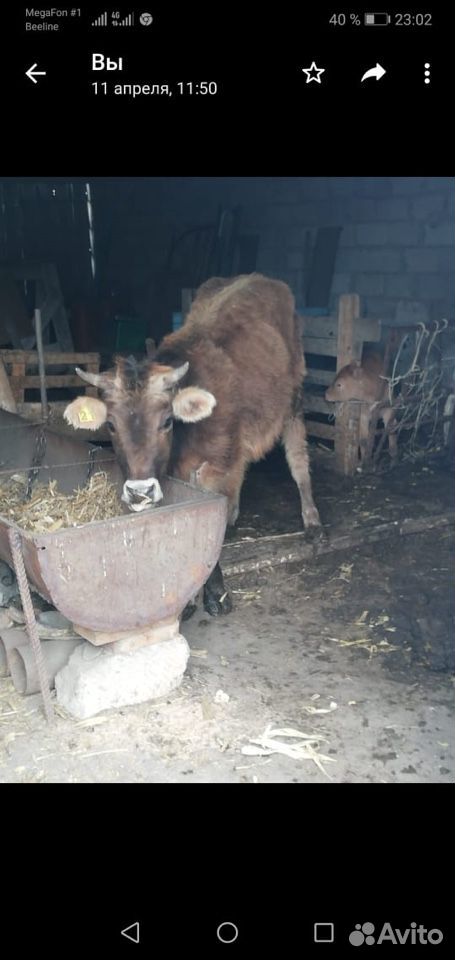 Корова,телка купить на Зозу.ру - фотография № 1
