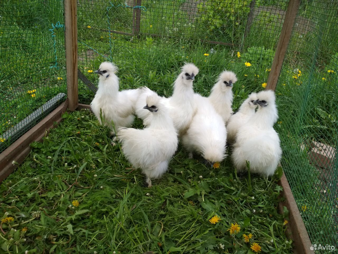 Китайские шелковые цыплята купить на Зозу.ру - фотография № 7