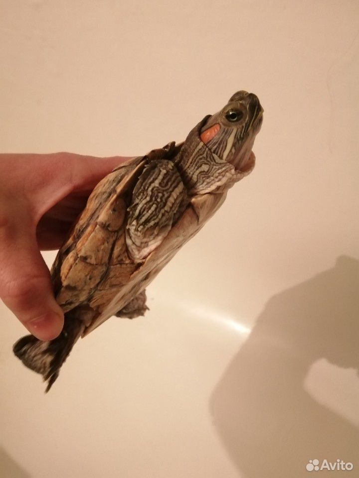 Черепаха красноухая 3года купить на Зозу.ру - фотография № 2