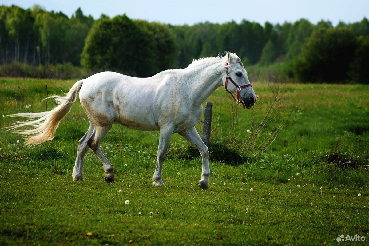 Продам лошадей купить на Зозу.ру - фотография № 1