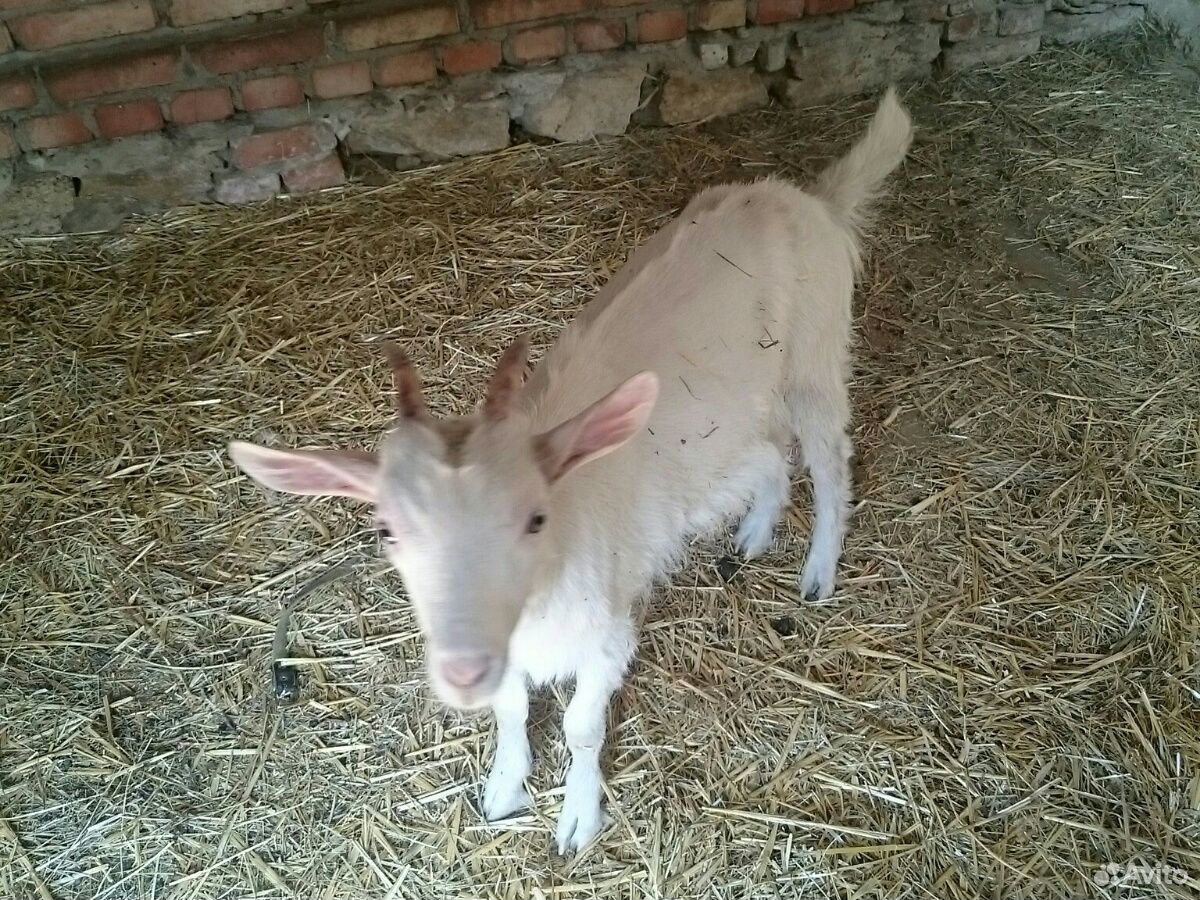 Заано-нубийская коза, козлята купить на Зозу.ру - фотография № 3