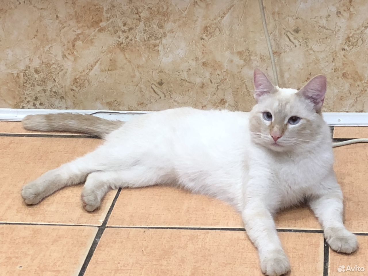 Тайский кот для вязки купить на Зозу.ру - фотография № 1