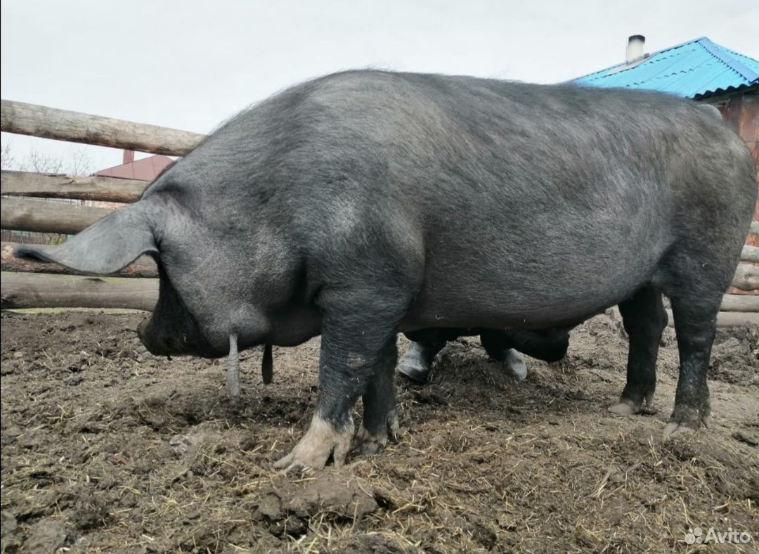 Продам или обменяю свиней купить на Зозу.ру - фотография № 4
