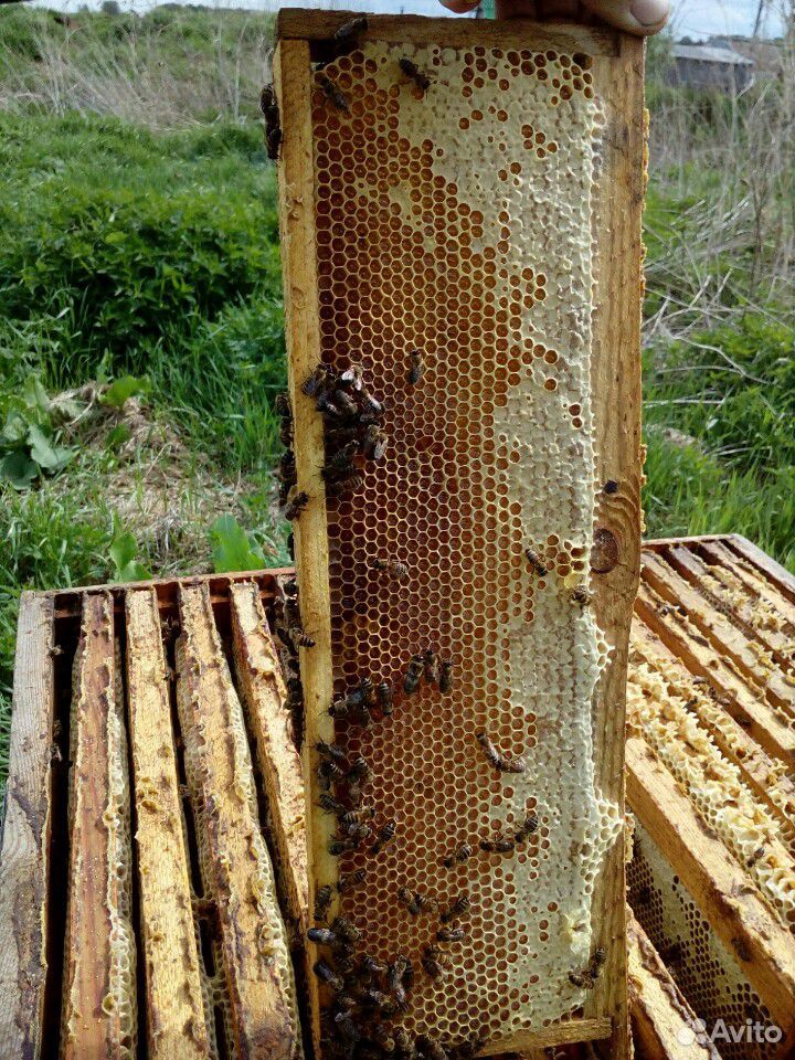 Отводки среднерусской породы пчёл купить на Зозу.ру - фотография № 4