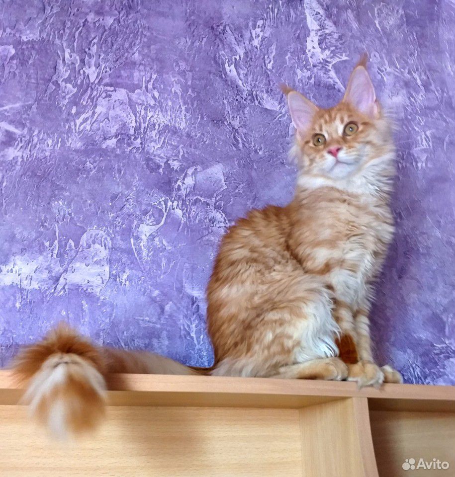 Мейн-кун клубные котики купить на Зозу.ру - фотография № 4