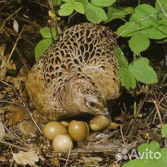 Инкубационные яйца фазанов купить на Зозу.ру - фотография № 1