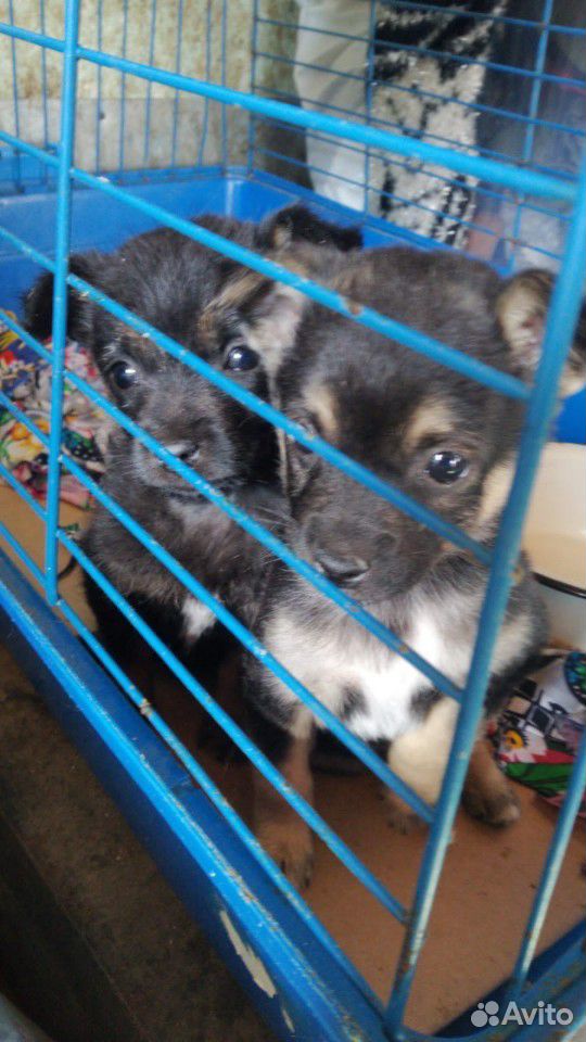 В приюте много щенков в поисках семьи купить на Зозу.ру - фотография № 6