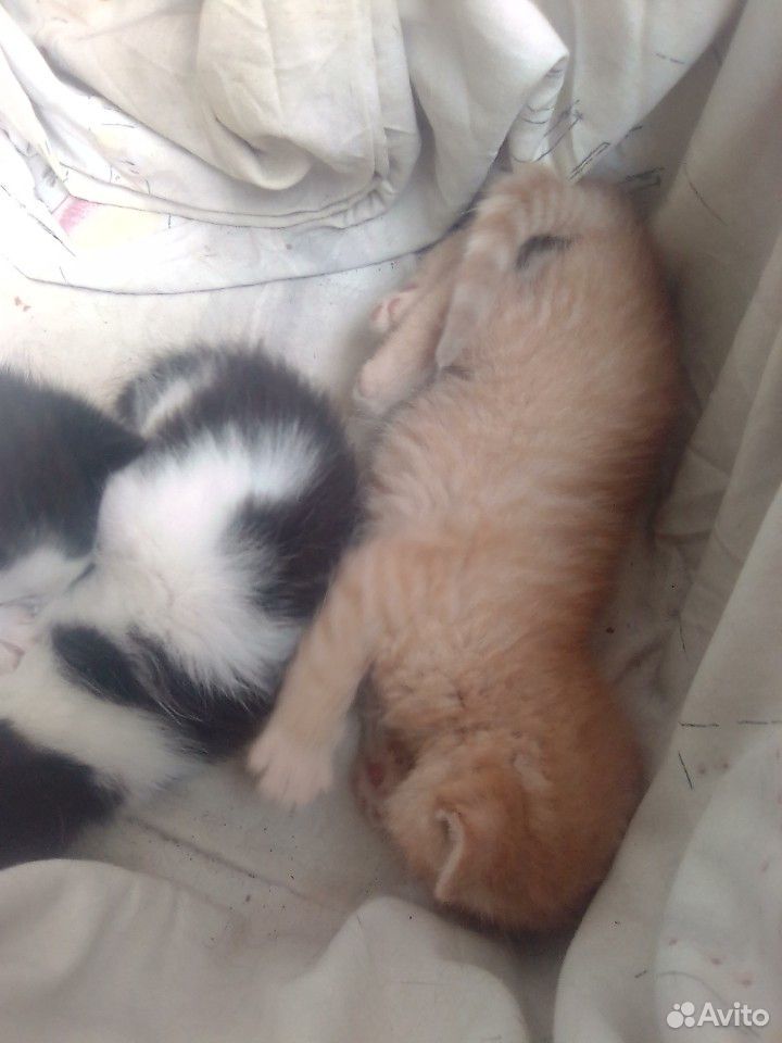 Кошка 2 черно белые и один кот рыжей купить на Зозу.ру - фотография № 2