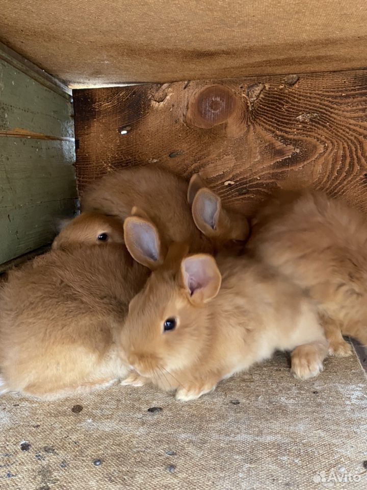 Кролики разных пород купить на Зозу.ру - фотография № 6