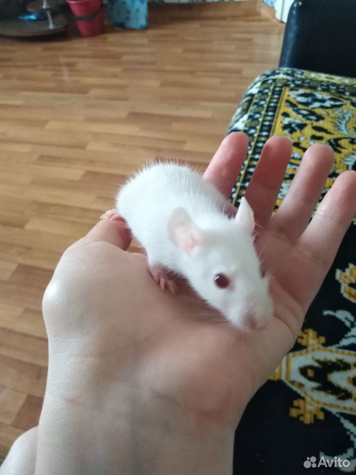 Продам маленьких крысят купить на Зозу.ру - фотография № 1