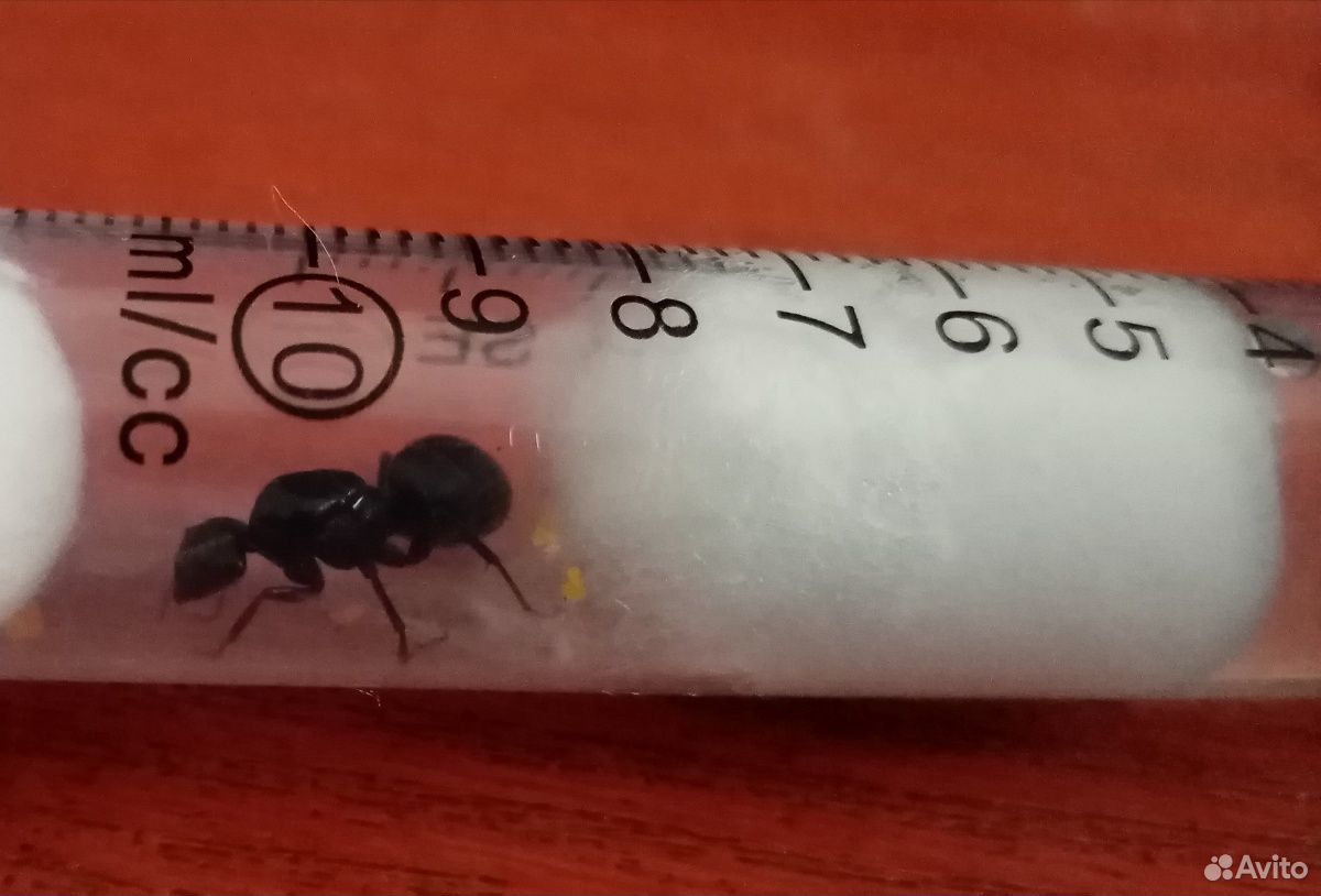 Продажа муравьинной матки messor structor купить на Зозу.ру - фотография № 1