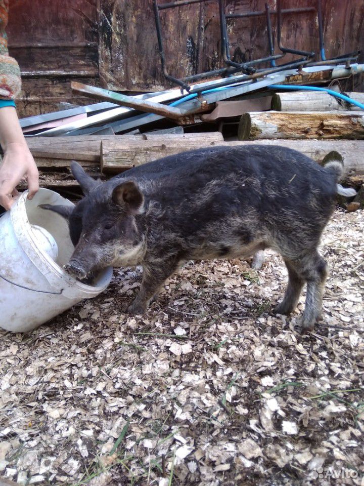 Боров и свинья мангалицы купить на Зозу.ру - фотография № 4