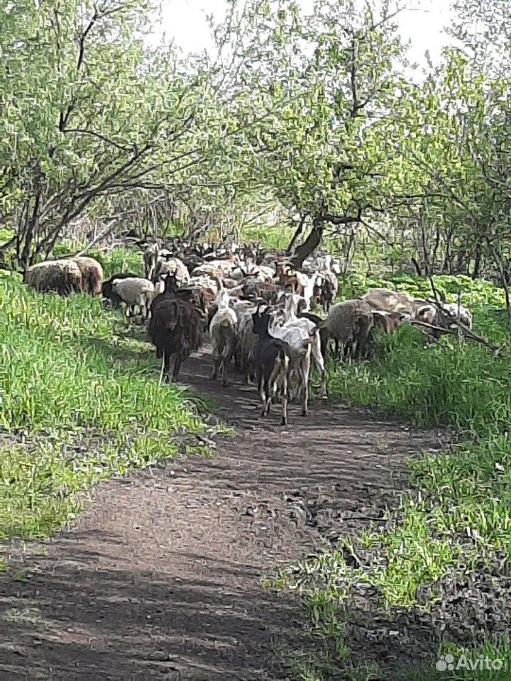Козы и овцематки купить на Зозу.ру - фотография № 3