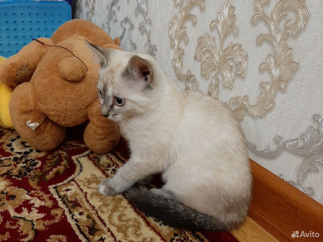 Сиамские котята купить на Зозу.ру - фотография № 3