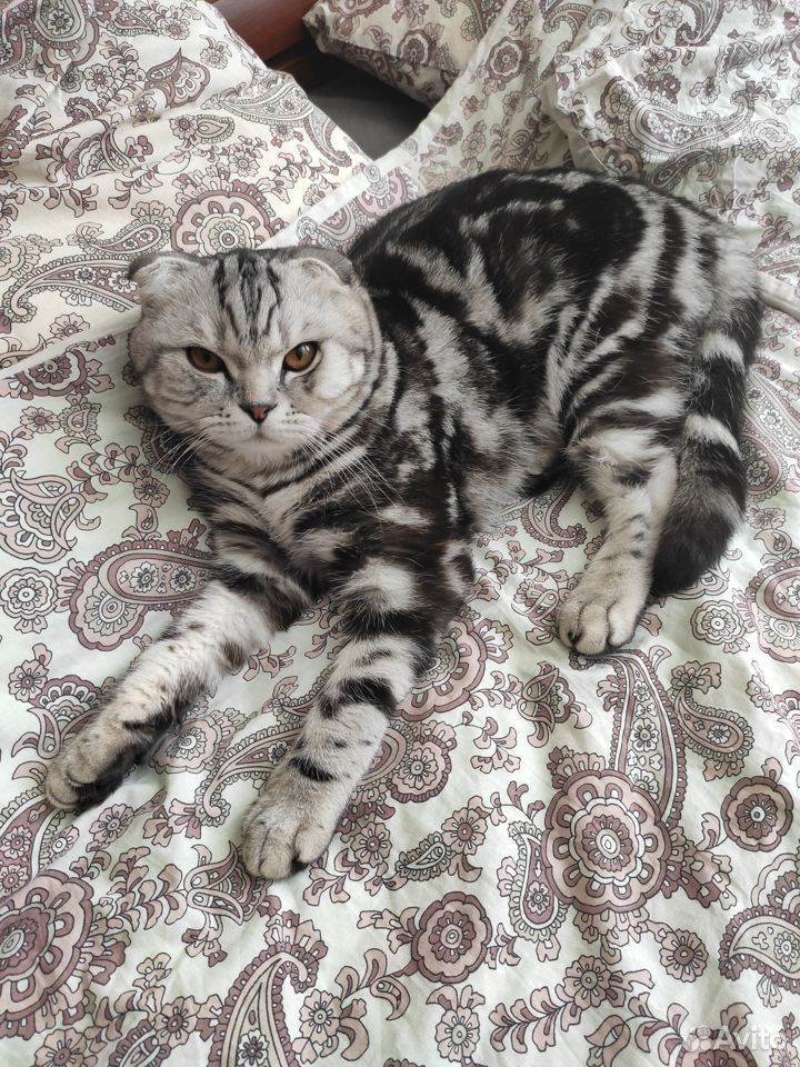 Британский кот на вязку купить на Зозу.ру - фотография № 1