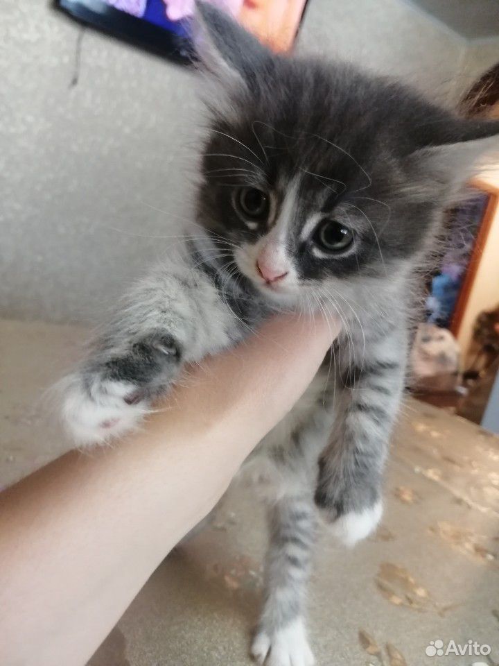 Котята в добрые руки купить на Зозу.ру - фотография № 3