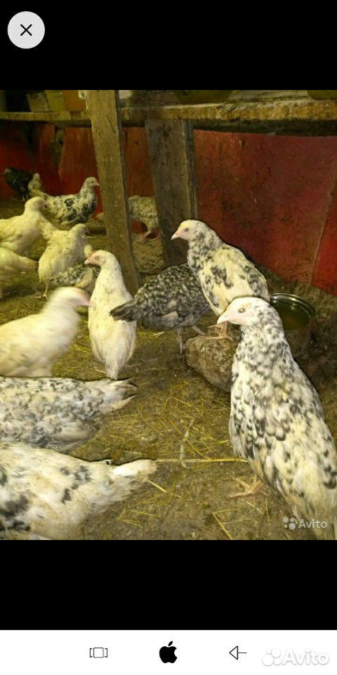 Продаются цыплята Пушкинской породы купить на Зозу.ру - фотография № 8