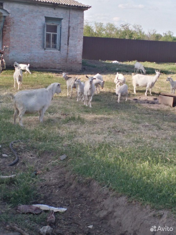 Тёлки козы купить на Зозу.ру - фотография № 5