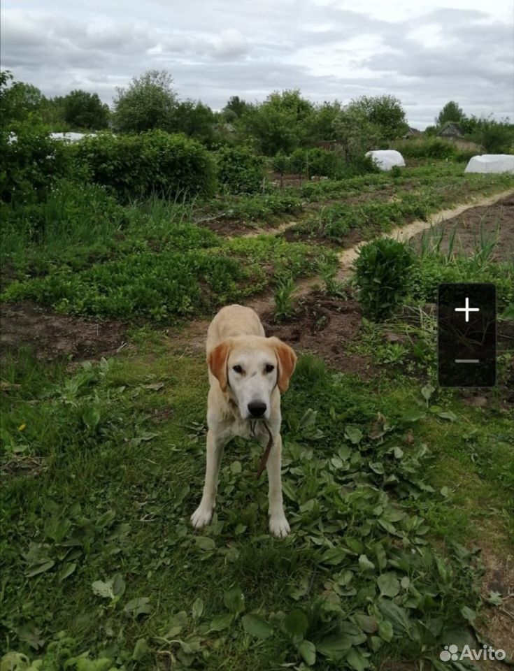 Найден охотничий пес (чей) купить на Зозу.ру - фотография № 2