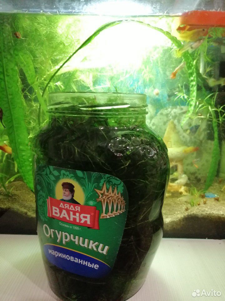 Аквариумное растение купить на Зозу.ру - фотография № 3