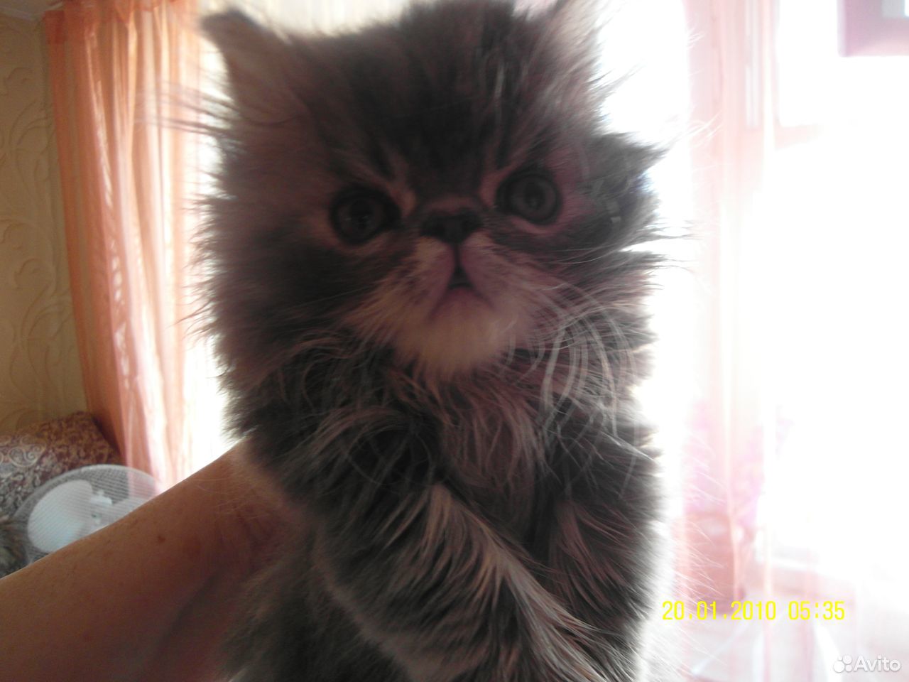 Продам персидских котят купить на Зозу.ру - фотография № 3