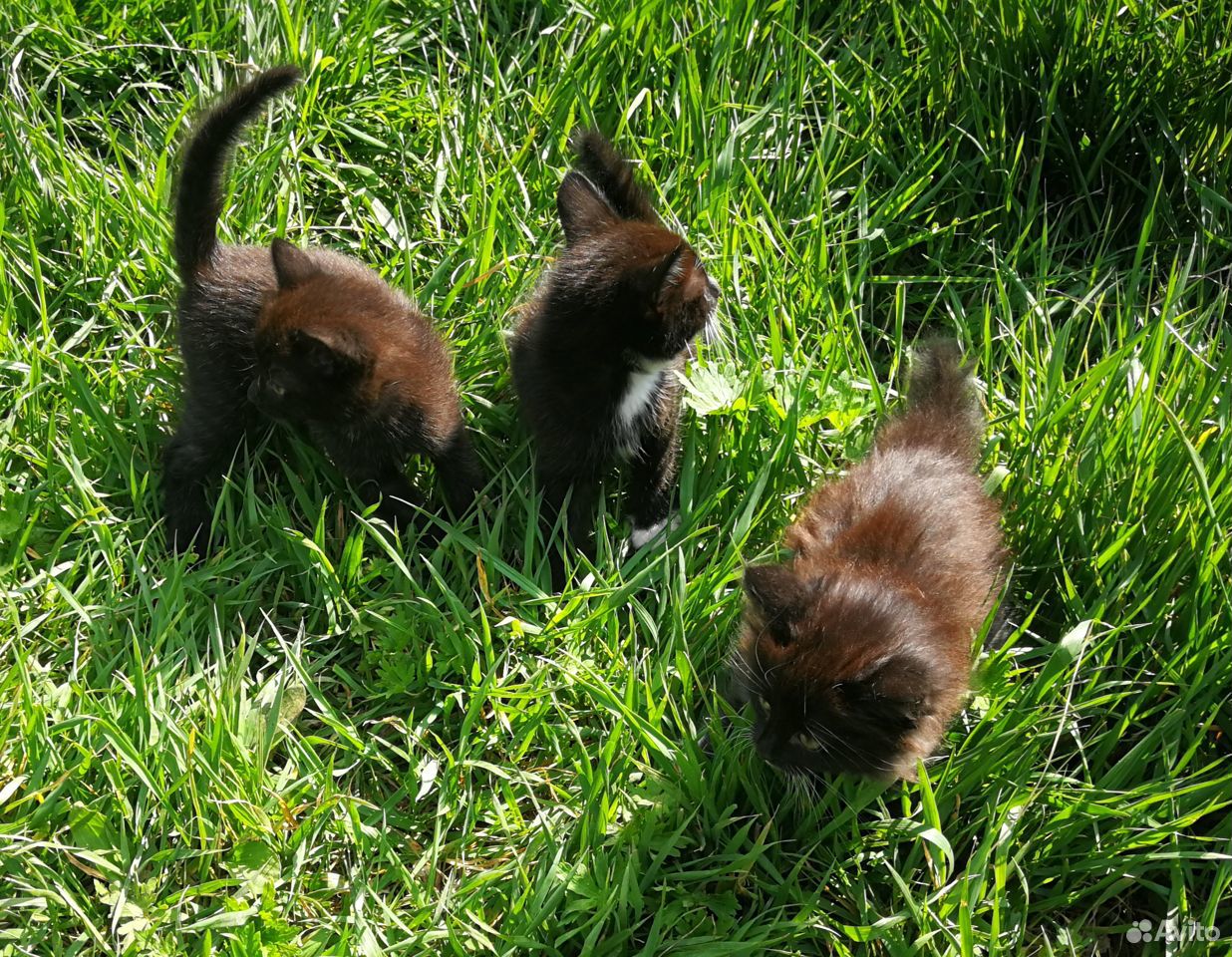 Чёрные хвостики (котята) купить на Зозу.ру - фотография № 9