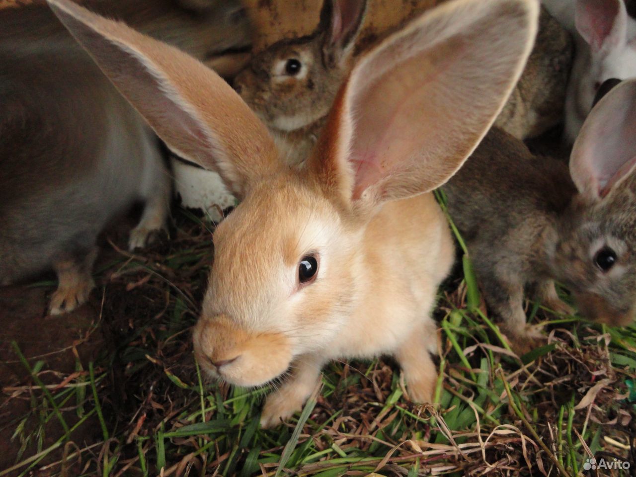 Декоративные кролики. Кролики фландр купить на Зозу.ру - фотография № 8