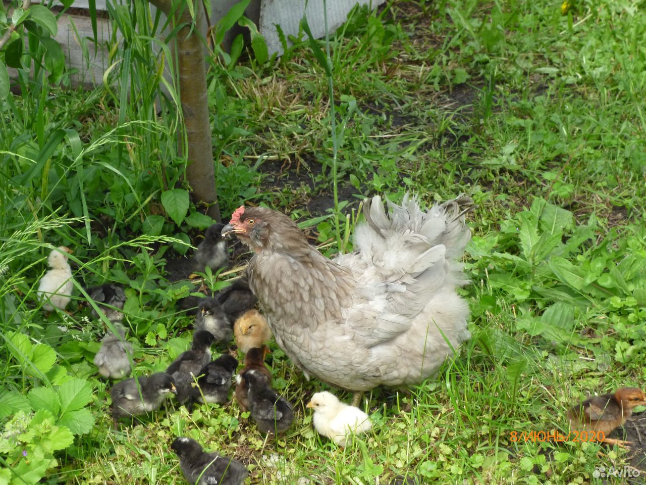 Курица наседка с цыплятами купить на Зозу.ру - фотография № 2