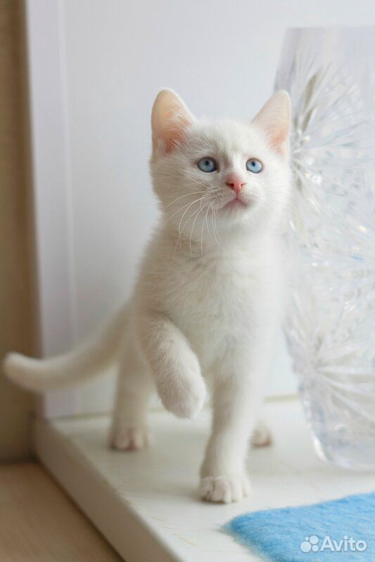 Белый котик купить на Зозу.ру - фотография № 1