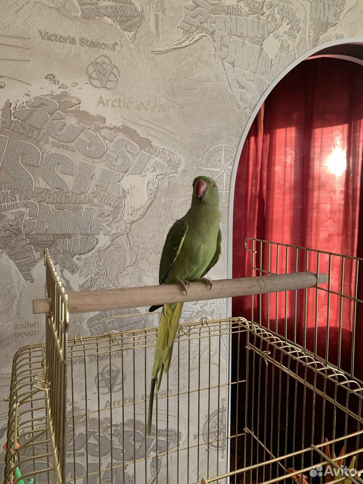 Ожереловый попугай купить на Зозу.ру - фотография № 6