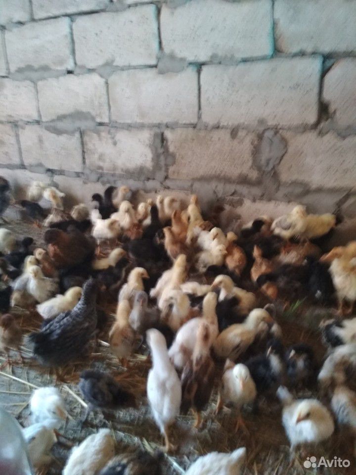 Цыплят купить на Зозу.ру - фотография № 2