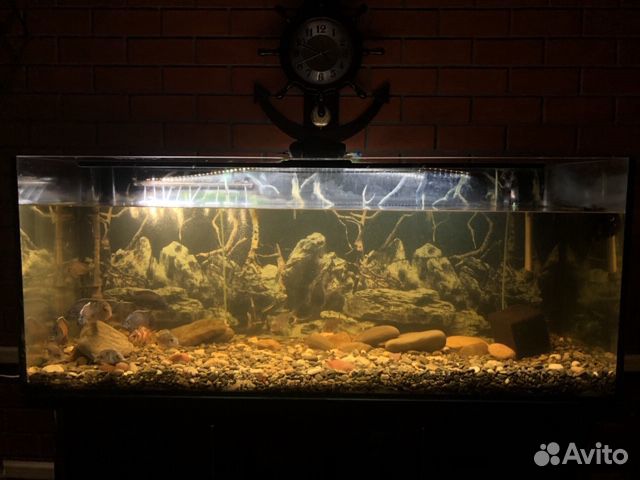Большой готовый аквариум с рыбками купить на Зозу.ру - фотография № 3