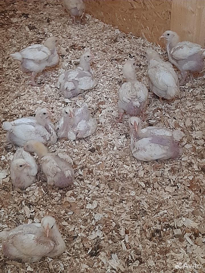 Продам цыплят кобб 500 купить на Зозу.ру - фотография № 1