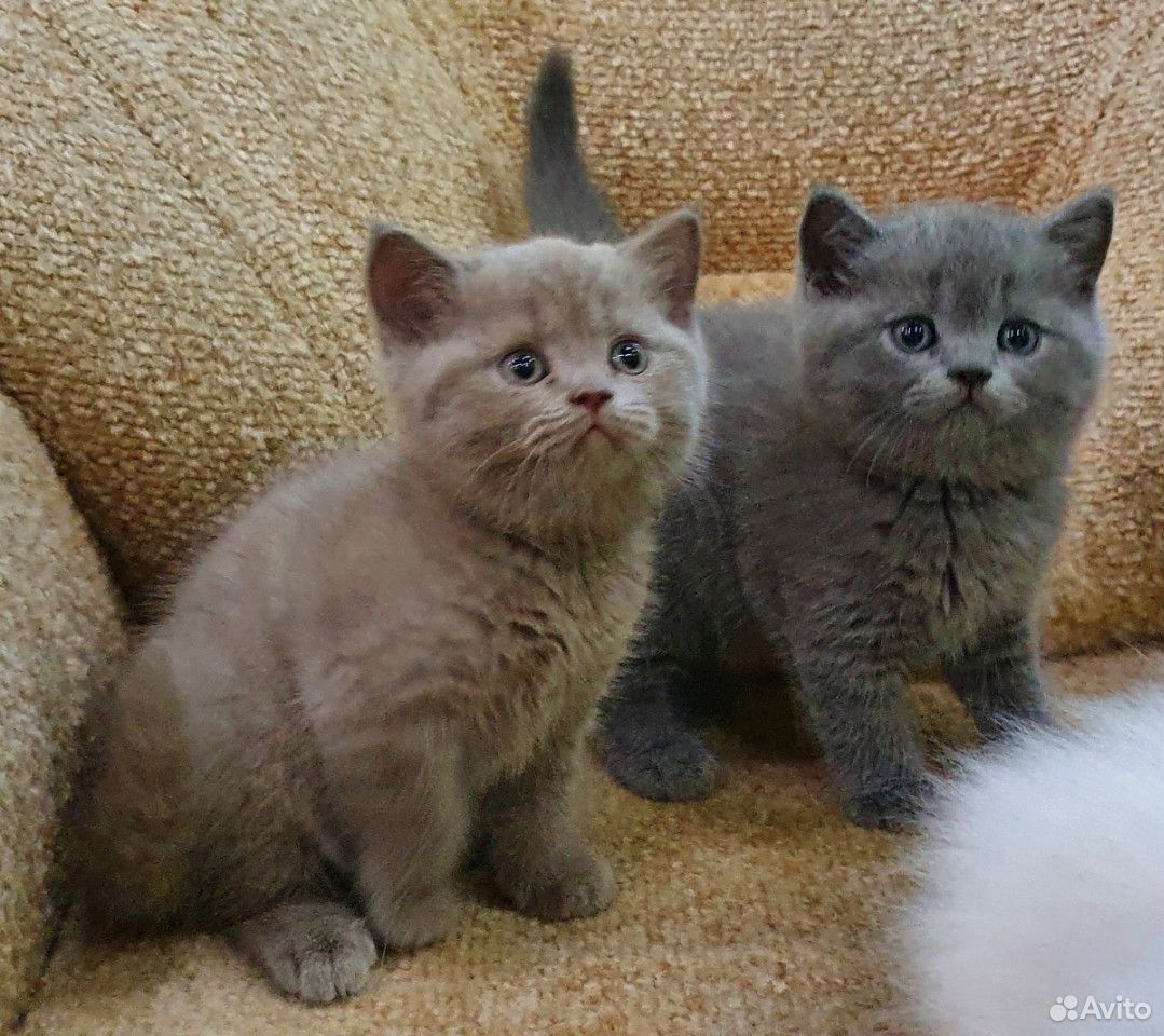 Британские плюшевые котята купить на Зозу.ру - фотография № 1