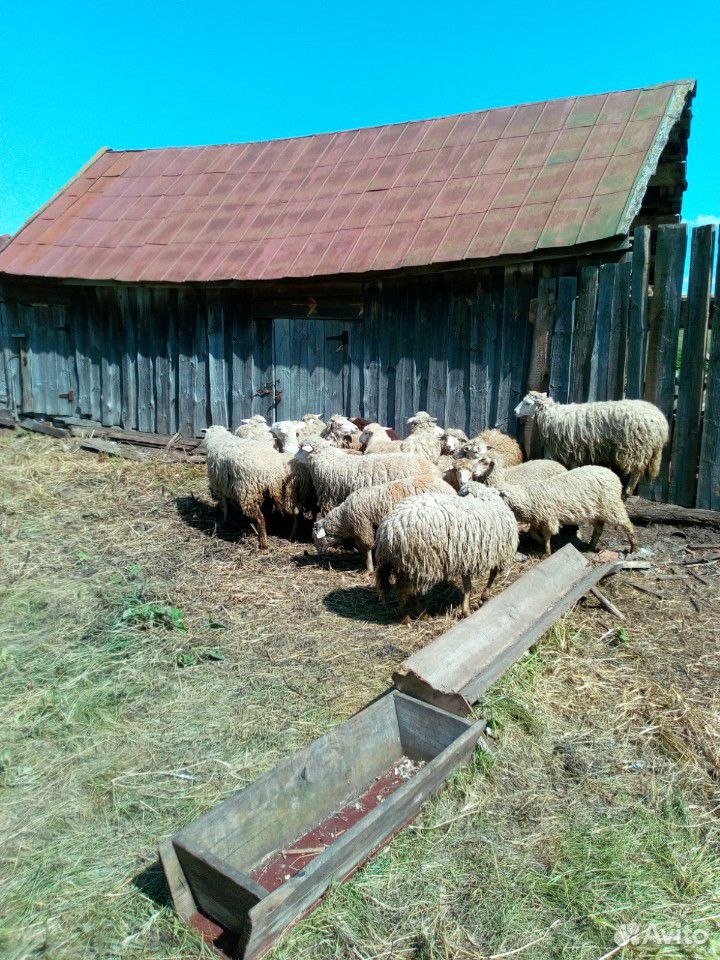 Бараны овцы купить на Зозу.ру - фотография № 1
