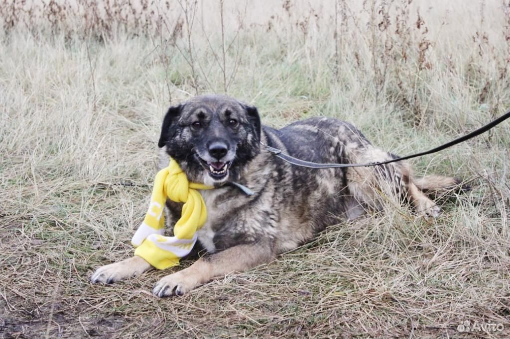 Дружелюбная собака Карамелька ищет семью в дар купить на Зозу.ру - фотография № 4