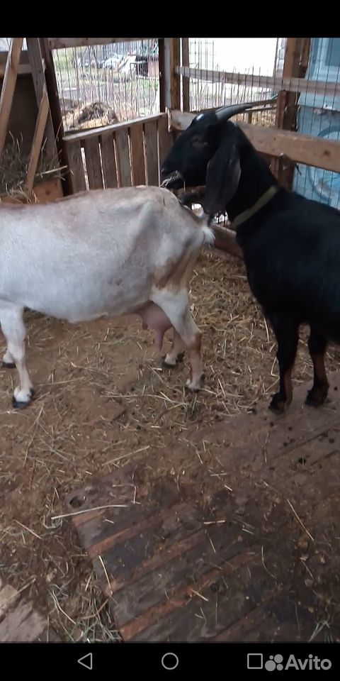 Англо-нубийские 2 козы купить на Зозу.ру - фотография № 3
