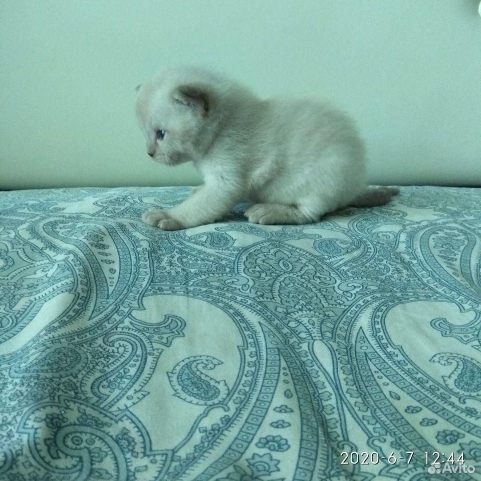 Бурманский котенок купить на Зозу.ру - фотография № 2