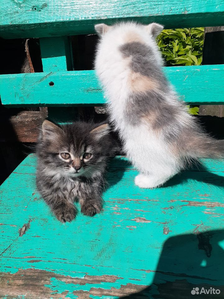 Милые котята ищут дом купить на Зозу.ру - фотография № 3