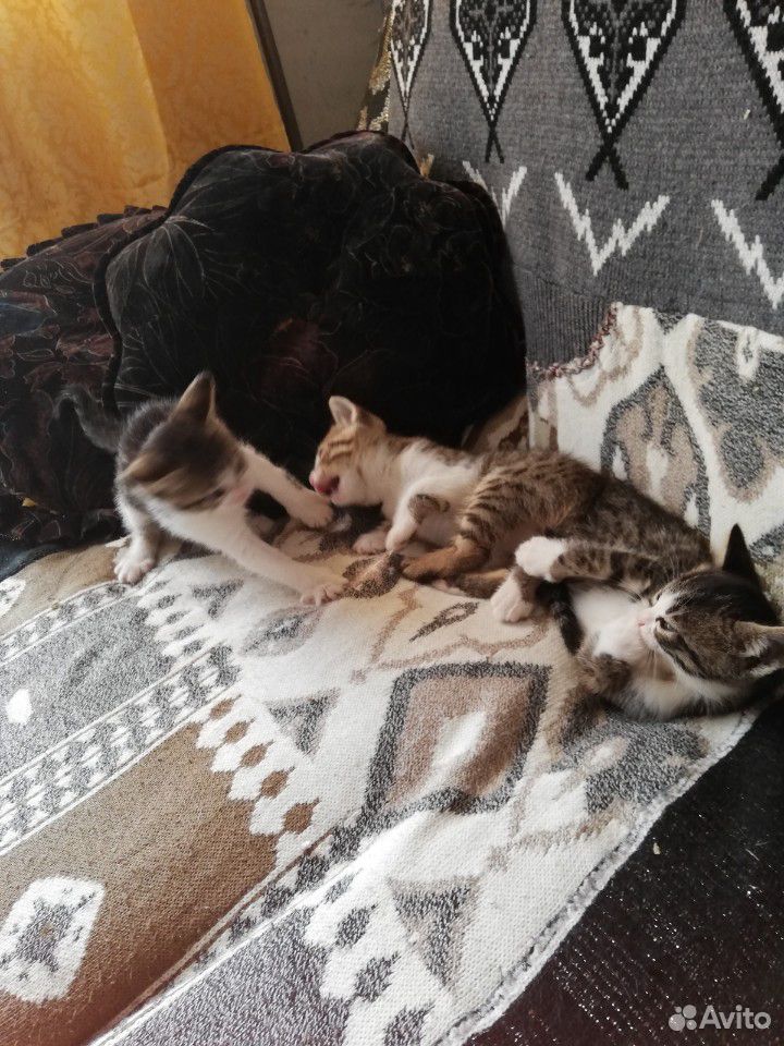 Бенгальские котятки купить на Зозу.ру - фотография № 1