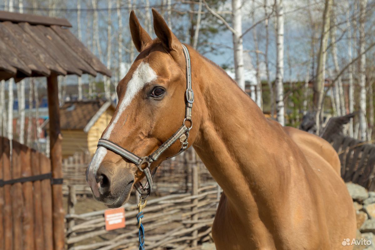 Лошади на продажу купить на Зозу.ру - фотография № 5